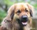 Leonberger - Prodej