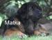 Leonberger - Prodej