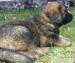 Leonberger - Prodej