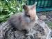 Luxusní zakrslí králíčci - Prodej
