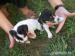 Jack Russel Terier - Predaj