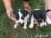 Jack Russel Terier - Predaj
