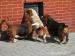 Basset - Predaj