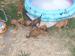Rhodesian Ridgeback - Predaj