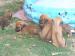 Rhodesian Ridgeback - Predaj