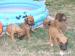 Rhodesian Ridgeback - Predaj