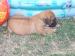 Rhodesian Ridgeback - Predaj