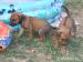 Rhodesian Ridgeback - Predaj