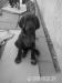 Prodám štěňátka NKO - Prodej