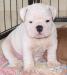 Anglický buldok, English Bulldog, buldog - Prodej