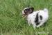 CHS ARINELLE prodá nádherné štěně PAPILLONA - Prodej