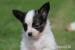 CHS ARINELLE prodá nádherné štěně PAPILLONA - Prodej