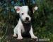 Jack Russell Terrier - Sprzedaż