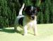 Jack Russell Terrier - Sprzedaż