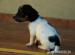 Jack Russell Terrier - Sprzedaż