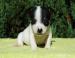 Jack Russell Terrier - Sprzedaż