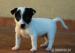 Jack Russell Terrier - Sprzedaż
