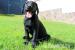 Lackschwarze Labrador Hündin kann ausziehen - Verkauf