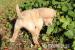 Champagner Farbener Labrador Rüde - Verkauf