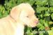 Champagner Farbener Labrador Rüde - Verkauf