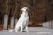 Weiße Labrador Welpen suchen Familie - Verkauf