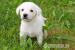 Weiße Labrador Welpen suchen Familie - Verkauf