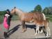 Welsh cob, velšský kob - Prodej
