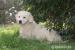 Golden Retriever Welpen - Verkauf