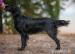 Štěňátka Flat coated retriever s PP - Prodej