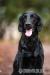 Štěňátka Flat coated retriever s PP - Prodej