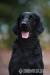 Štěňátka Flat coated retriever s PP - Prodej