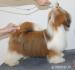 Pejsek Shih-tzu s PP(shi-tzu) - Prodej