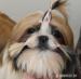 Pejsek Shih-tzu s PP(shi-tzu) - Prodej
