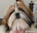 Pejsek Shih-tzu s PP(shi-tzu) - Prodej