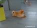 Predam fenku pomeranian toy /zwergspitz - Predaj