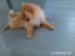 Predam fenku pomeranian toy /zwergspitz - Predaj