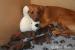 Rhodesian Ridgeback s PP - Prodej