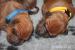 Rhodesian Ridgeback s PP - Prodej