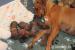 Rhodesian Ridgeback s PP - Prodej