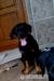 Beauceron čistokrevný bez pp - Prodej