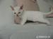 Devon Rex maciatka - Predaj