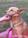 Laila- malutka , młoda sunia do adopcji . - Sprzedaż