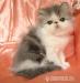 Perská koťátka s PP - Prodej