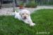 Labrador - Predaj