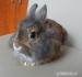 Prodám krásného zakrslého králíčka - Prodej