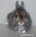 Prodám krásného zakrslého králíčka - Prodej