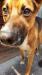 Borys-2 letni , piękny pies do adopcji. - Sprzedaż