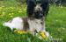 Papillon - Prodej