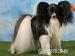 Papillon - Prodej