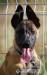 Belgicky ovcak malinois - Prodej